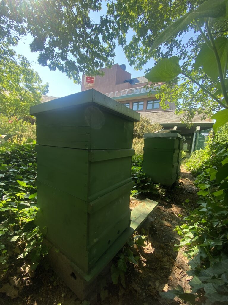 Grüne Bienenstöcke stehen im Schatten von Bäumen vor einem Gebäude mit rotem Sparkassen-Logo auf dem Dach.